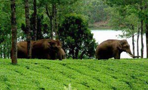 kerala tour packages from Delhi